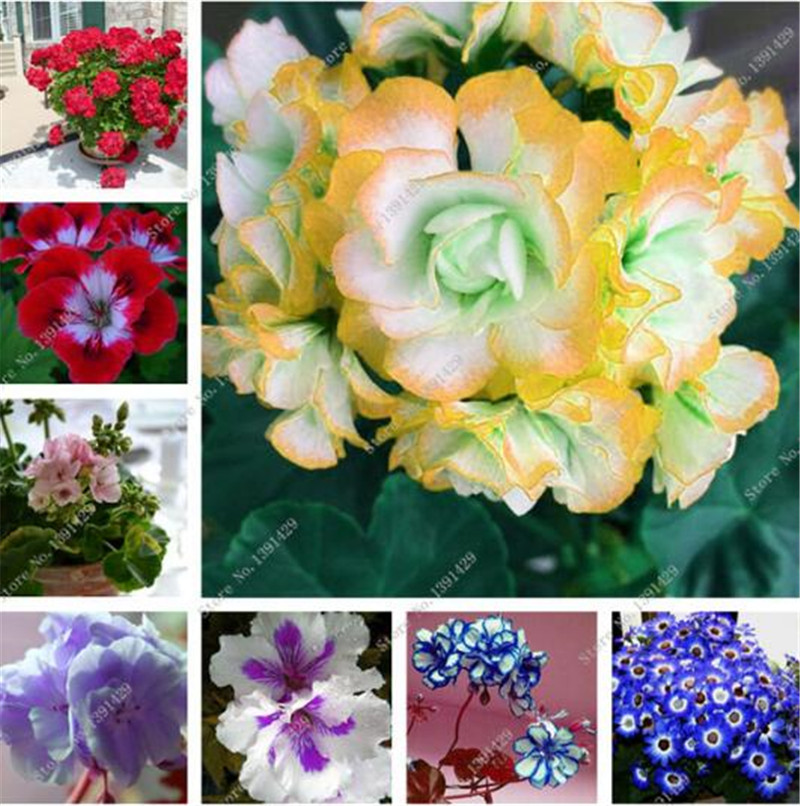 100 Pcs Geranium Seeds Perennial Geranium Flower Plants Pelargonium Flowers Garden Decoration Bonsai Seeds DIY Potted Plant
100 Pcs Geranium Seeds Perennial Geranium Flower Plants Pelargonium Flowers Garden Decoration Bonsai Seeds DIY Potted Plant