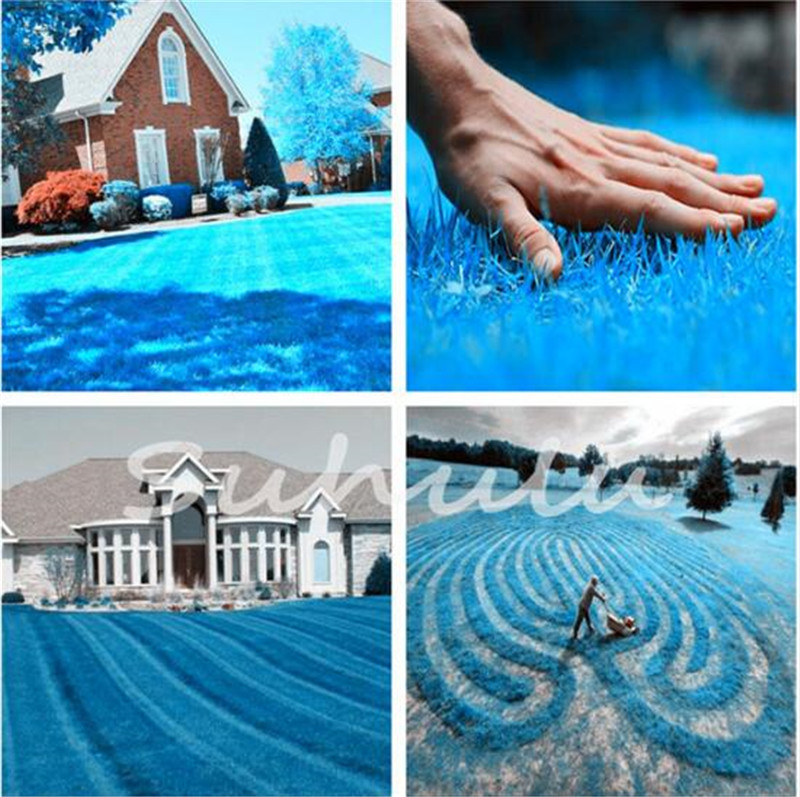 Hot Sale! 100 Pcs Sky Blue Grass Seed,Rare Lawn Seed Semenatsvety Perennial Garden Outdoor Ornamentals Grass Germination Rate of 95%
Hot Sale! 100 Pcs Sky Blue Grass Seed,Rare Lawn Seed Semenatsvety Perennial Garden Outdoor Ornamentals Grass Germination Rate of 95%