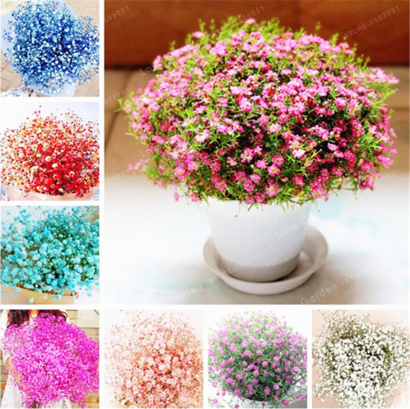 Gypsophila Paniculata Seeds 100 Pcs Mixed Beautiful Bonsai Starry Flowers Easy Growing Multi-Color DIY Garden Ornamental Flowers
Gypsophila Paniculata Seeds 100 Pcs Mixed Beautiful Bonsai Starry Flowers Easy Growing Multi-Color DIY Garden Ornamental Flowers