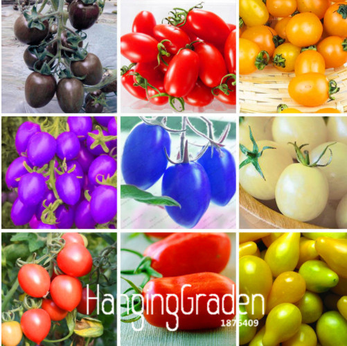 New Fresh Seeds 7 Kinds Of Cherry Tomatoes Seed Delicious Fruits Seed Vegetables Potted Bonsai Potted Plant Tomatoes Seeds 200 PCS/bag
New Fresh Seeds 7 Kinds Of Cherry Tomatoes Seed Delicious Fruits Seed Vegetables Potted Bonsai Potted Plant Tomatoes Seeds 200 PCS/bag