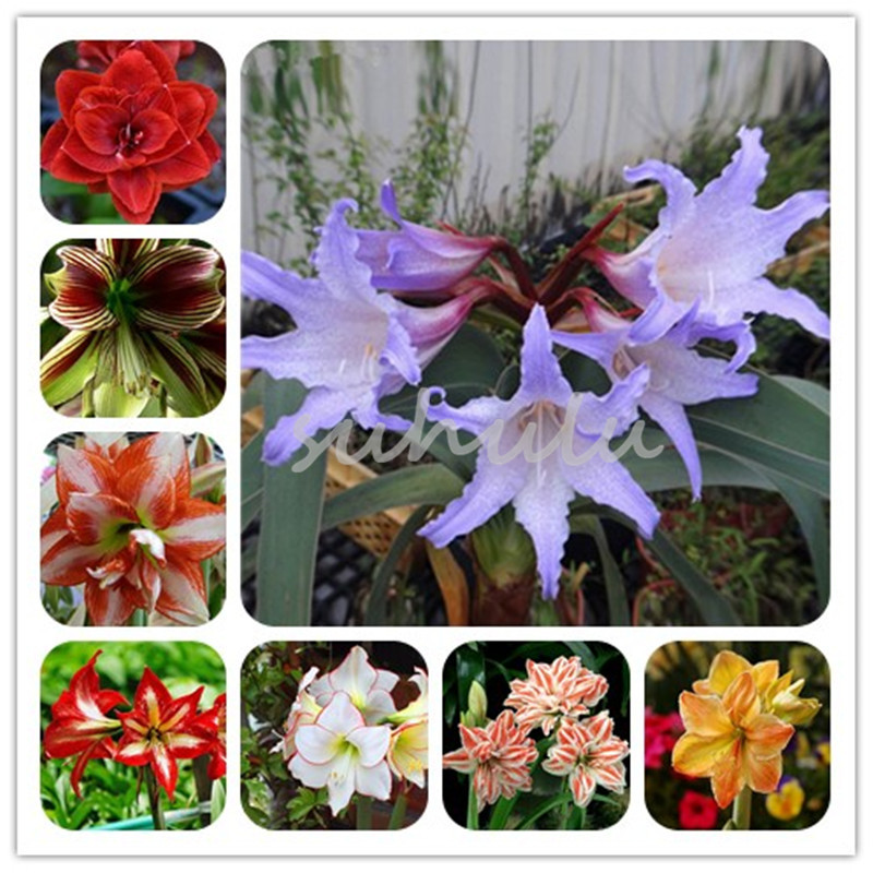 100 Pcs Mixed Ggg Amaryllis Seeds Free Shipping Cheap Amaryllis Seeds, Barbados Lily Potted Bonsai Balcony Garden Flower
100 Pcs Mixed Ggg Amaryllis Seeds Free Shipping Cheap Amaryllis Seeds, Barbados Lily Potted Bonsai Balcony Garden Flower