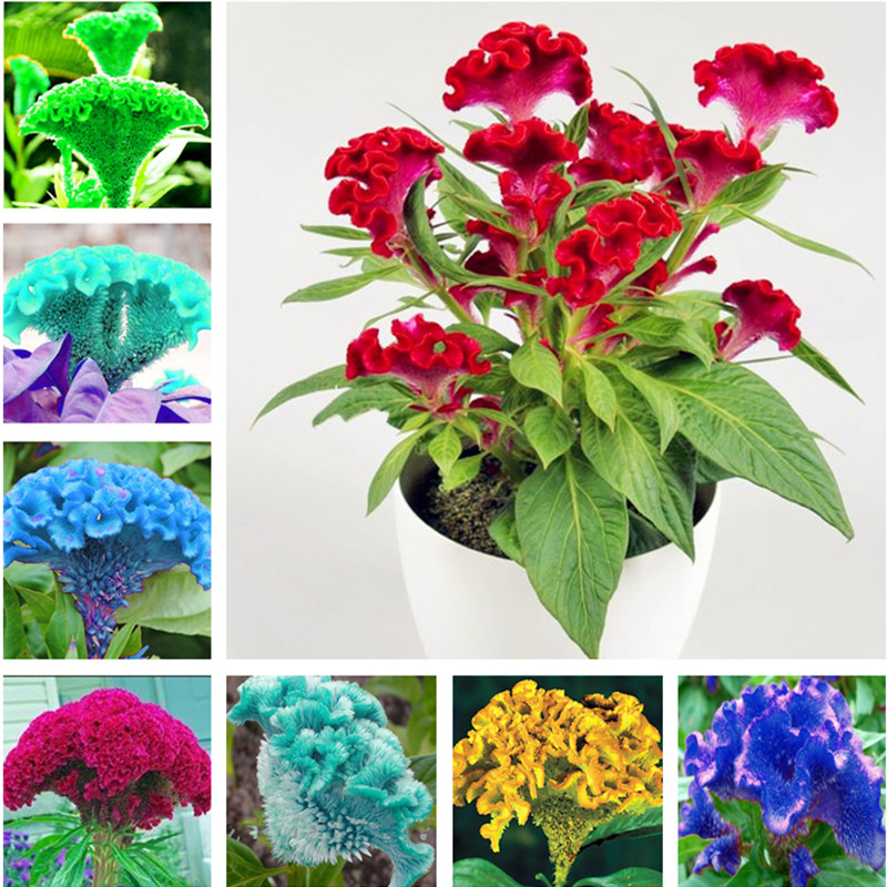 Big Sale! 120 Pcs Cockscomb Seeds Bonsai Flower Seed, DIY Potted Plant, Planting is Simple, Radiation Absorption, the Budding Rate 97%
Big Sale! 120 Pcs Cockscomb Seeds Bonsai Flower Seed, DIY Potted Plant, Planting is Simple, Radiation Absorption, the Budding Rate 97%