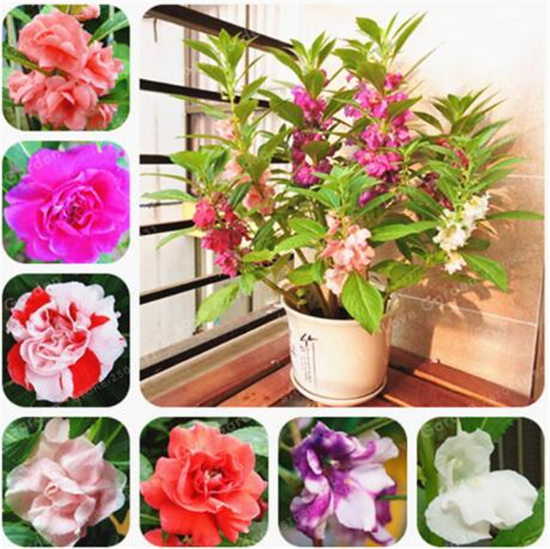 100 pcs/Bag Impatiens Balsamina Seeds Garden Balsam Seeds Perennial Flower plant Bonsai Flower Seeds For Home Garden Plants
100 pcs/Bag Impatiens Balsamina Seeds Garden Balsam Seeds Perennial Flower plant Bonsai Flower Seeds For Home Garden Plants