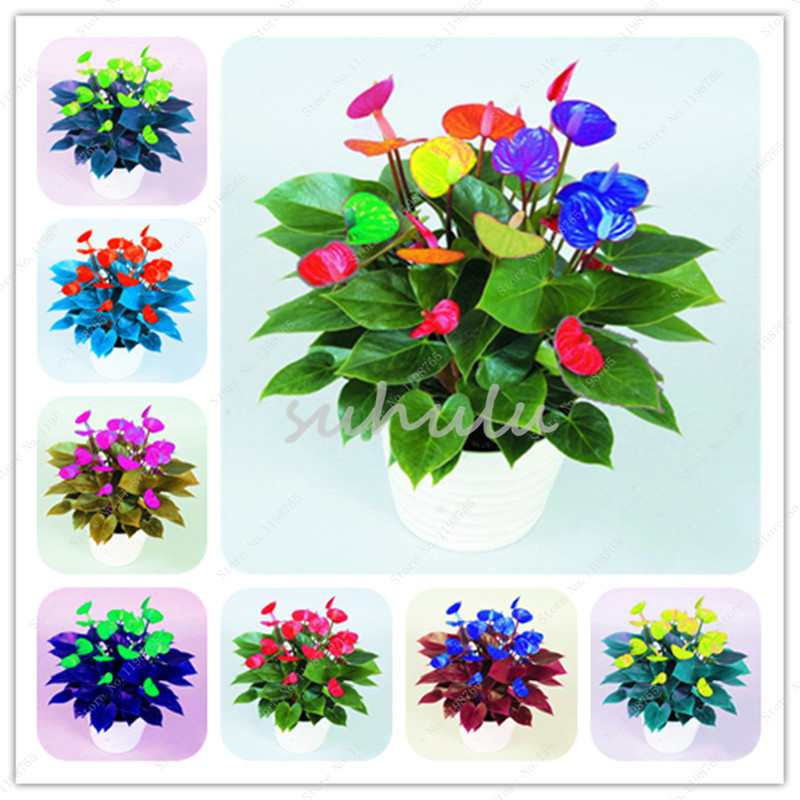 Sale! 50Pcs/bag mixed Anthurium Seeds Potted Bonsai Flower Perennial Flowering Constantly Balcony Plant For DIY Home & Garden от DHgate WW