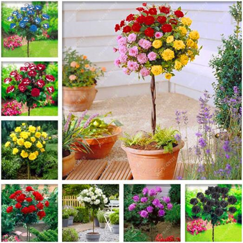 100 pcs/bag rose tree rose seeds bonsai flower seeds tree seeds Chinese roses 18 colors give lover plant for home garden
100 pcs/bag rose tree rose seeds bonsai flower seeds tree seeds Chinese roses 18 colors give lover plant for home garden