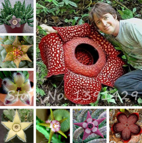 Hot 100pcs/bag Stapelia Pulchella Seeds Leopard Skin Succulents Lithops Flower Seeds Home & Garden Flower Bonsai Plants Easy Grow
Hot 100pcs/bag Stapelia Pulchella Seeds Leopard Skin Succulents Lithops Flower Seeds Home & Garden Flower Bonsai Plants Easy Grow