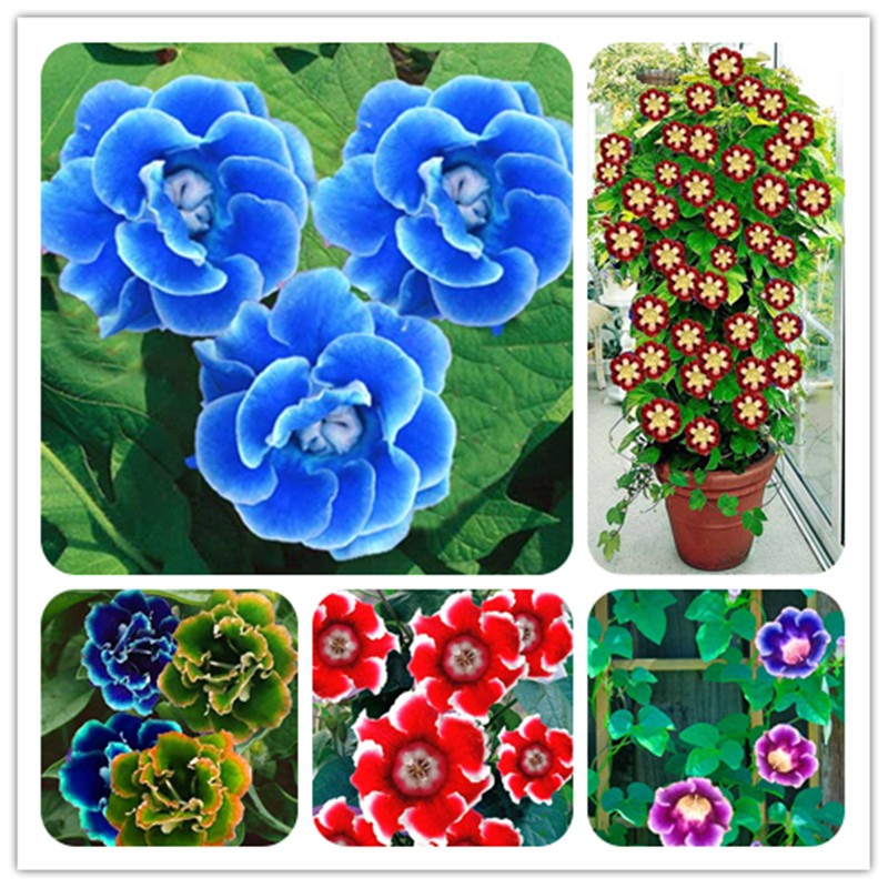 Free Shipping 100 Pcs Rare Climbing Gloxinia Flower Seeds,Mixed Sinningia Gloxinia Flower Seed For Home Diy Garden Decor Ornamental-Plant
Free Shipping 100 Pcs Rare Climbing Gloxinia Flower Seeds,Mixed Sinningia Gloxinia Flower Seed For Home Diy Garden Decor Ornamental-Plant