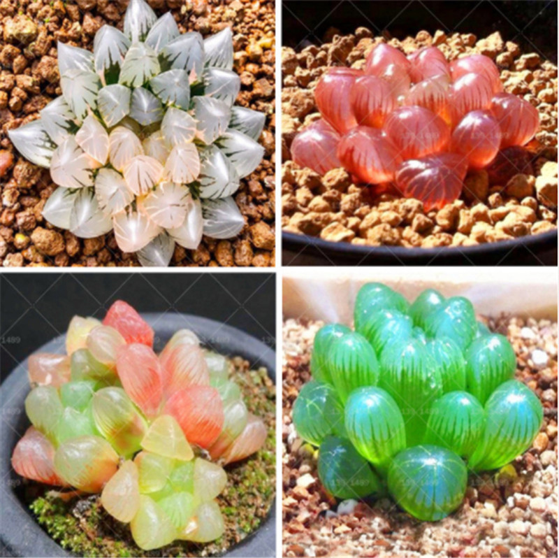 100pcs Rare Crystal Clear Beauty Succulents Seeds Easy To Grow Potted Ornamental Plant for home garden Courtyard Free Shipping
100pcs Rare Crystal Clear Beauty Succulents Seeds Easy To Grow Potted Ornamental Plant for home garden Courtyard Free Shipping