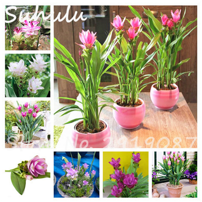 50 Pcs Rare Rhizoma Curcuma Flower Seeds Turmeric Seed Food Seasoning Antibiosis Indoor Potted Bonsai Plants Healthy Garden
50 Pcs Rare Rhizoma Curcuma Flower Seeds Turmeric Seed Food Seasoning Antibiosis Indoor Potted Bonsai Plants Healthy Garden