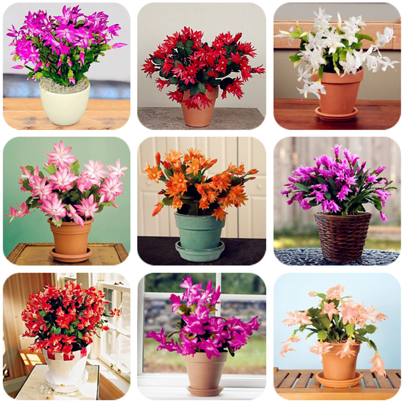 100 Pcs Epiphyllum Seeds,Indoor Bonsai Seeds,Beautiful Flowering Cactus Seeds Natural Growth for Home Garden Succulent Plant
100 Pcs Epiphyllum Seeds,Indoor Bonsai Seeds,Beautiful Flowering Cactus Seeds Natural Growth for Home Garden Succulent Plant