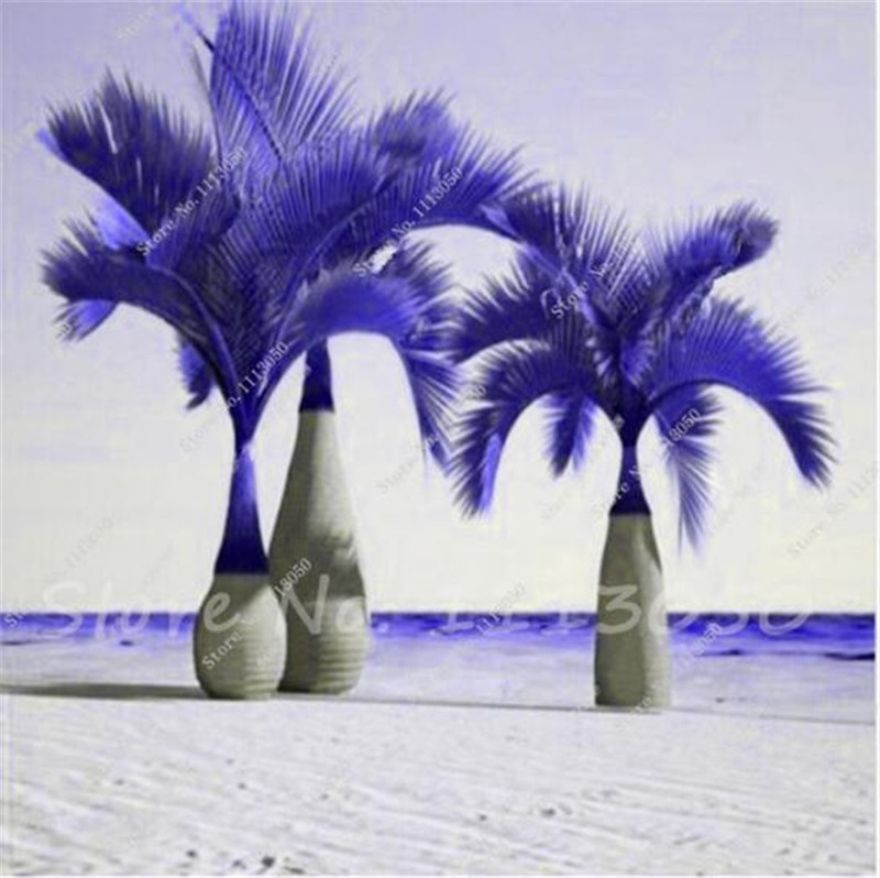 New 20 Pcs/bag Bottle Palm Seeds Exotic Plants Tree Bonsai Pots Planters Tropical Ornamental Balcony for Home & Garden Decoration
New 20 Pcs/bag Bottle Palm Seeds Exotic Plants Tree Bonsai Pots Planters Tropical Ornamental Balcony for Home & Garden Decoration