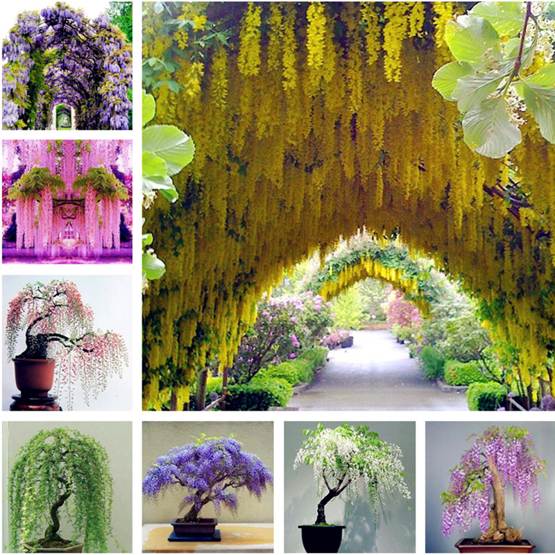 Sale! Wisteria Seeds bonsai flower seeds wisteria tree plant perennial flowers climbing growth for home garden 100 pcs Free Shipping
Sale! Wisteria Seeds bonsai flower seeds wisteria tree plant perennial flowers climbing growth for home garden 100 pcs Free Shipping