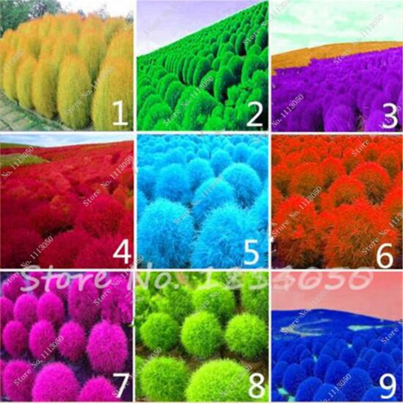 9 kinds Grass seeds Perennial Grass Burning Bush Kochia Scoparia Seeds easy to grow Bonsai Red Garden Ornamental plants 100 pcs
9 kinds Grass seeds Perennial Grass Burning Bush Kochia Scoparia Seeds easy to grow Bonsai Red Garden Ornamental plants 100 pcs