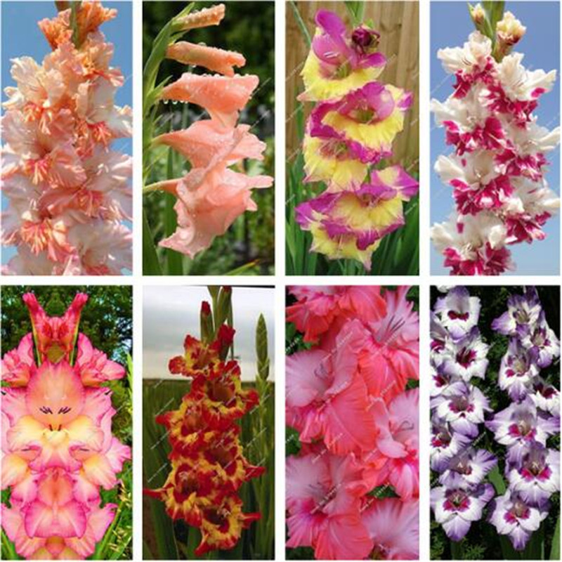 50 pcs/bag gladiolus seed,(not gladiolus bulbs),gladiolus flower seeds,97% budding rare sword lily seeds Aerobic potted plants
50 pcs/bag gladiolus seed,(not gladiolus bulbs),gladiolus flower seeds,97% budding rare sword lily seeds Aerobic potted plants