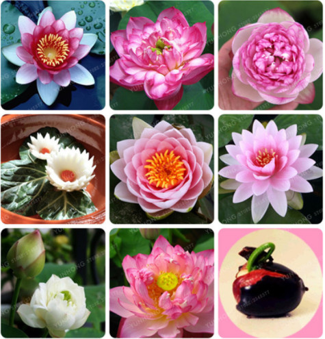 2 Pcs/Bag Flower Bowl Lotus Flower Seeds Hydroponic Aquatic Plants Lotus Seeds Perennial Water Lily Plant For Mini Garden
2 Pcs/Bag Flower Bowl Lotus Flower Seeds Hydroponic Aquatic Plants Lotus Seeds Perennial Water Lily Plant For Mini Garden