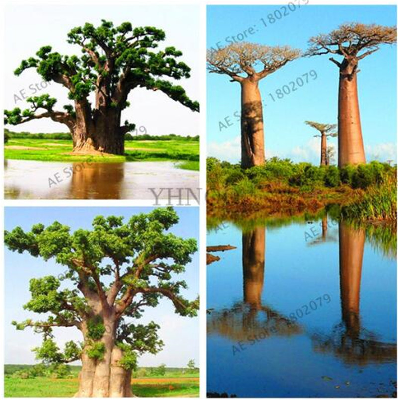 Australian Baobab tree seeds,crowns huge,Boba trees,rare tree seeds,unique,10 pcs/bag Free Shipping
Australian Baobab tree seeds,crowns huge,Boba trees,rare tree seeds,unique,10 pcs/bag Free Shipping
