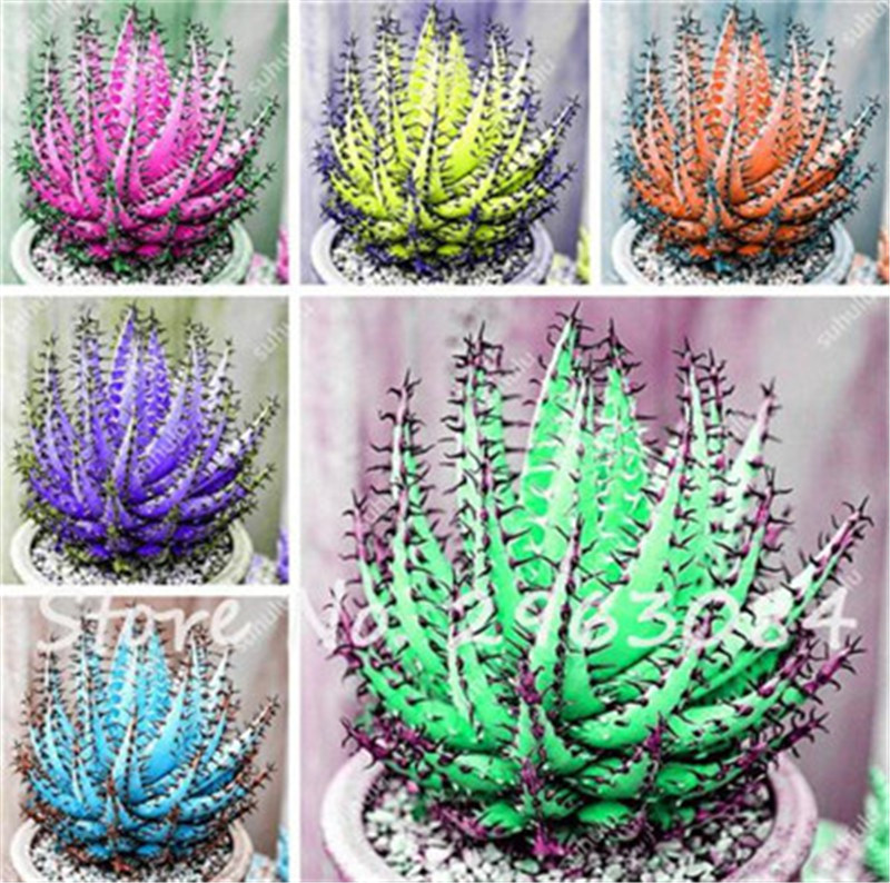 30 Seeds Colorful Rare Cactus Aloe Seed, Cactus Rebutia Variety Mix Exotic Flowering Cacti, Office Mini Plant Succulent Seed
30 Seeds Colorful Rare Cactus Aloe Seed, Cactus Rebutia Variety Mix Exotic Flowering Cacti, Office Mini Plant Succulent Seed