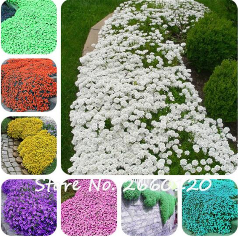 200 Pcs Colorful ROCK CRESS Seeds or Creeping Thyme Seeds - Perennial Ground Cover Flower, Foliage Plant for Home Garden Decor
200 Pcs Colorful ROCK CRESS Seeds or Creeping Thyme Seeds - Perennial Ground Cover Flower, Foliage Plant for Home Garden Decor