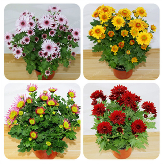 100 Pcs Chrysanthemum Bonsai Seeds Beautiful Flower Perennial Home Garden Plant Spray Chrysanthemum Beauty Your Garden
100 Pcs Chrysanthemum Bonsai Seeds Beautiful Flower Perennial Home Garden Plant Spray Chrysanthemum Beauty Your Garden