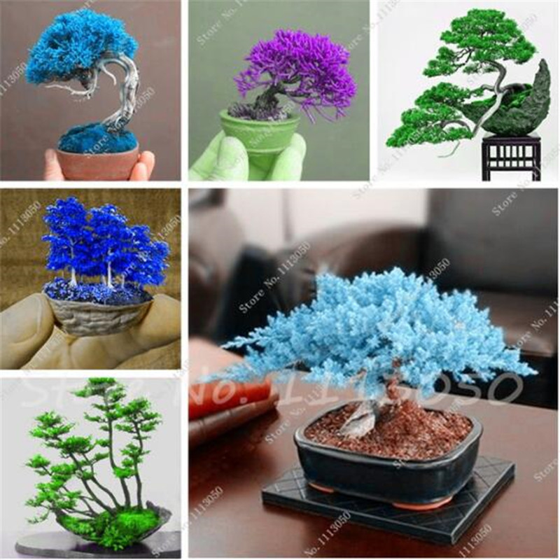 30 Pcs Mini Blue Spruce Seeds Picea Tree Potted Bonsai Courtyard Garden Bonsai Plant Pine Tree Seeds the Budding Rate 97%
30 Pcs Mini Blue Spruce Seeds Picea Tree Potted Bonsai Courtyard Garden Bonsai Plant Pine Tree Seeds the Budding Rate 97%