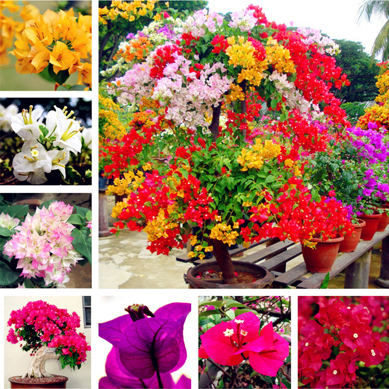 Free Shipping 100 pcs/bag ,Bougainvillea seeds, potted seeds, flower seeds, variety complete, the budding rate 95%, (Mixed colors)
Free Shipping 100 pcs/bag ,Bougainvillea seeds, potted seeds, flower seeds, variety complete, the budding rate 95%, (Mixed colors)