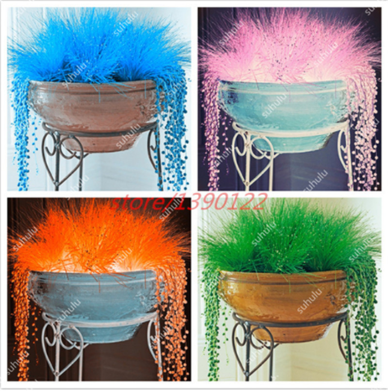 200pcs/bag Decorative grass seeds blue green red pink purple azury 6 colour bonsai grass seeds potted plant for home & garden
200pcs/bag Decorative grass seeds blue green red pink purple azury 6 colour bonsai grass seeds potted plant for home & garden