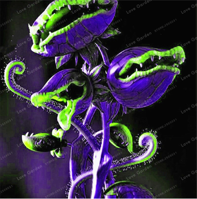 Venus Fly Trap Carnivorous Plant Seed Dionaea Muscipula Cordyceps Flycatcher Semillas De Flores Raras For Home Garden 50 Pcs277l
Venus Fly Trap Carnivorous Plant Seed Dionaea Muscipula Cordyceps Flycatcher Semillas De Flores Raras For Home Garden 50 Pcs277l