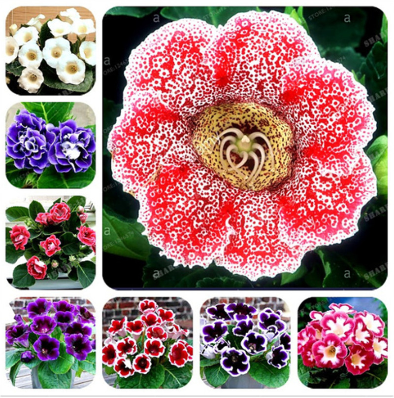 11 Colors Gloxinia Seeds Perennial Bonsai Balcony Flower - 100 Pcs Garden Decoration Bonsai Planting Fast Grow Flower
11 Colors Gloxinia Seeds Perennial Bonsai Balcony Flower - 100 Pcs Garden Decoration Bonsai Planting Fast Grow Flower