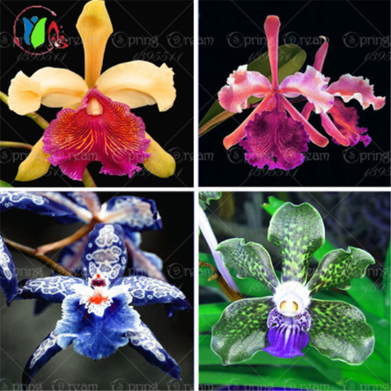 120pcs/Bag Rare Orchid,Beautiful Orchid Seeds,Bonsai Flower Seeds,Mix Colours Heirloom Orchid Tectorum Flower Seeds, Plant For Home Garden
120pcs/Bag Rare Orchid,Beautiful Orchid Seeds,Bonsai Flower Seeds,Mix Colours Heirloom Orchid Tectorum Flower Seeds, Plant For Home Garden