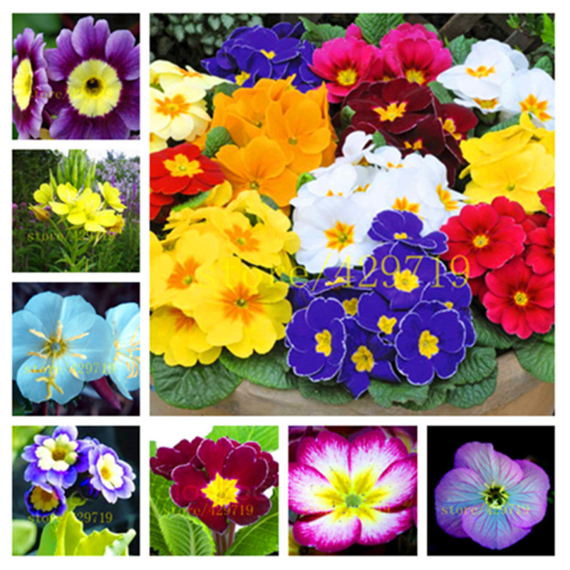 100 Pcs/Bag Europe Primrose Flowers Seed Primula Malacoides Flowers For Home Gardening Diy Easy Grow Best Gift For Wife
100 Pcs/Bag Europe Primrose Flowers Seed Primula Malacoides Flowers For Home Gardening Diy Easy Grow Best Gift For Wife