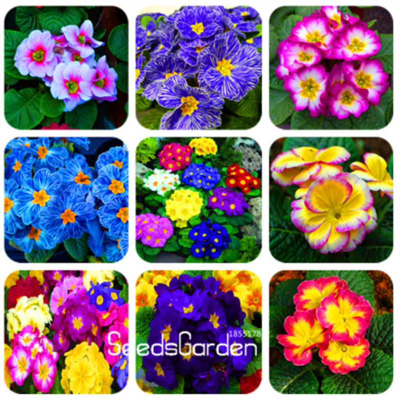 Lowest Price ! 100 Seeds/Lot Europe Primula Malacoides Seeds,Primrose Rare Bonsai Flower Seeds For Home Garden Outdoor Plants
Lowest Price ! 100 Seeds/Lot Europe Primula Malacoides Seeds,Primrose Rare Bonsai Flower Seeds For Home Garden Outdoor Plants