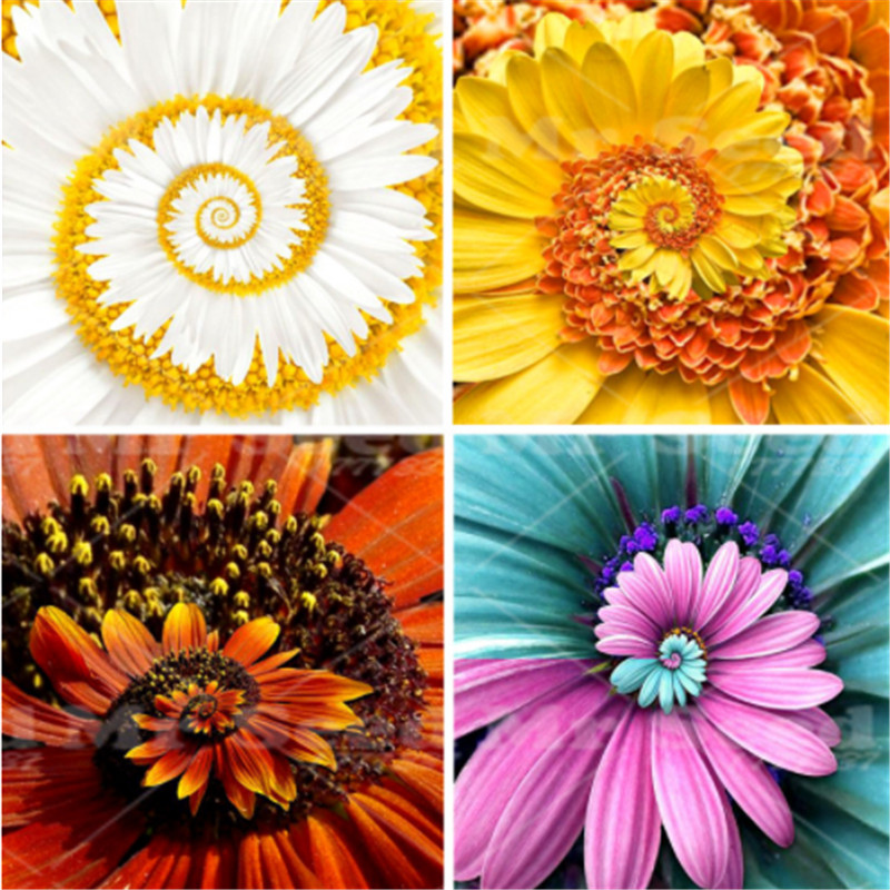 African Blue Eyed Daisy Seeds 100 Pcs a Miracle Daisy Osteospermum Seeds Cape Mix Flower Seeds Heirloom Hardy Bonsai Plant For Home Garden
African Blue Eyed Daisy Seeds 100 Pcs a Miracle Daisy Osteospermum Seeds Cape Mix Flower Seeds Heirloom Hardy Bonsai Plant For Home Garden