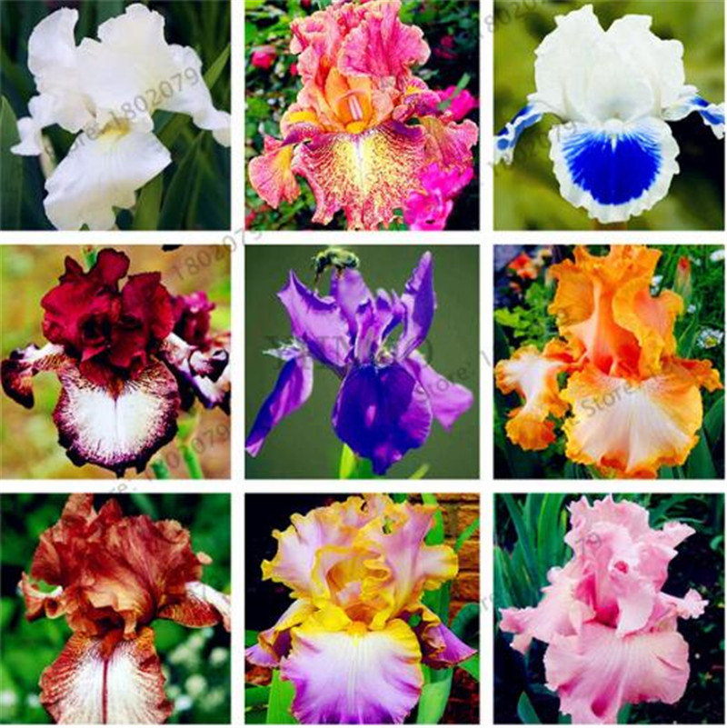 100 pcs Iris Seeds,Iris orchid seeds,Rare Heirloom Tectorum Perennial Flower Seeds,24 colours to choose,plant for home garden
100 pcs Iris Seeds,Iris orchid seeds,Rare Heirloom Tectorum Perennial Flower Seeds,24 colours to choose,plant for home garden