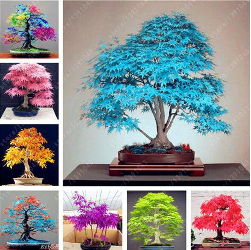 50 pcs packing Japanese Rainbow Maple Seeds Rare Color and Beautiful Plants tree Seed for Garden Decoration Bonsai Diy plant pot
50 pcs packing Japanese Rainbow Maple Seeds Rare Color and Beautiful Plants tree Seed for Garden Decoration Bonsai Diy plant pot