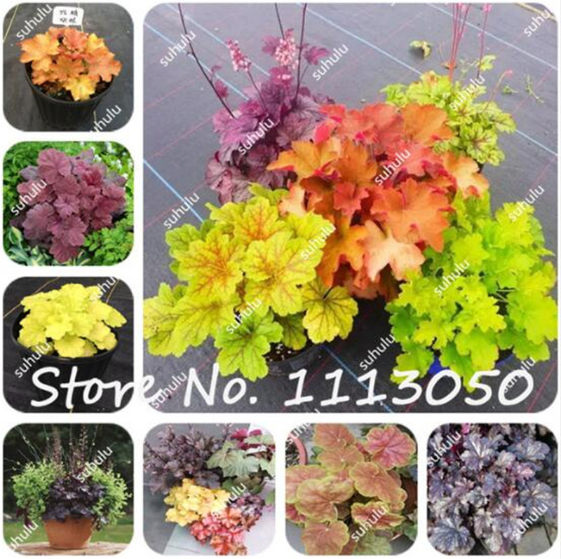 100 Pcs Heuchera Seeds, Coral Bell Flower Seeds Bonsai Flower Seed DIY Plants Beautiful Foliage Plant Home Garden, Easy to Grow
100 Pcs Heuchera Seeds, Coral Bell Flower Seeds Bonsai Flower Seed DIY Plants Beautiful Foliage Plant Home Garden, Easy to Grow