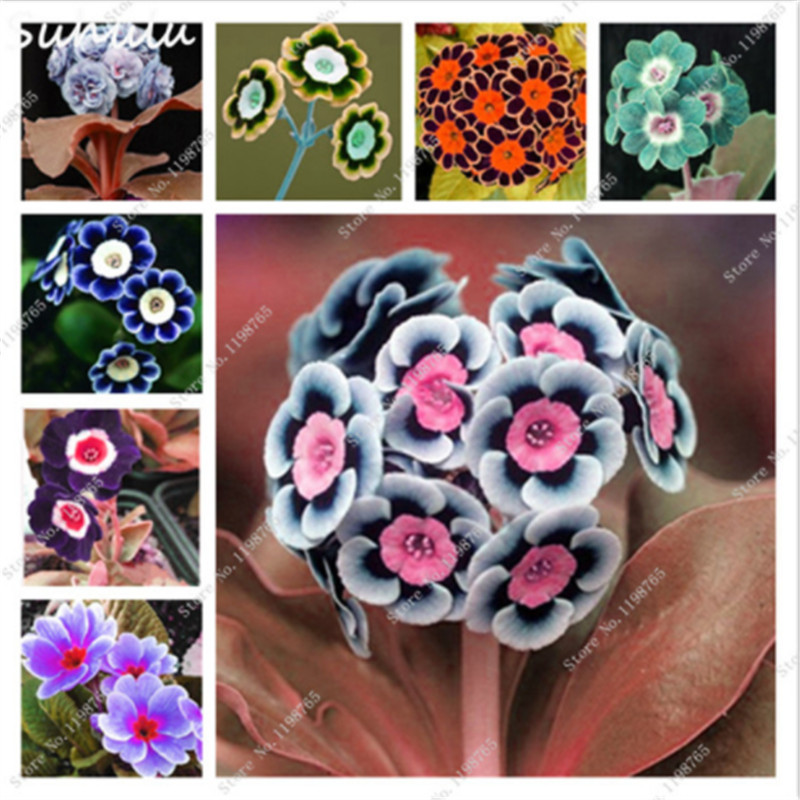 150 pcs 100%true Europe primrose flowers seed Primula Malacoides mix colors Flowers for Home garden plants best gift for wife
150 pcs 100%true Europe primrose flowers seed Primula Malacoides mix colors Flowers for Home garden plants best gift for wife