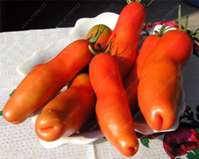 Rare Tomato seeds Zabava- Fun Organic Russian Heirloom seeds vegetables perennial Non-GMO plant pot for home garden 100 pcs/bag
Rare Tomato seeds Zabava- Fun Organic Russian Heirloom seeds vegetables perennial Non-GMO plant pot for home garden 100 pcs/bag