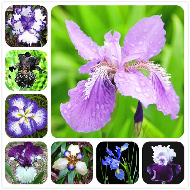 100 Pcs/bag Rare Orchid Seeds Mixed Iris Seeds orchids indoor plants Beautiful Home Garden Planting Bonsai Flowers Semillas
100 Pcs/bag Rare Orchid Seeds Mixed Iris Seeds orchids indoor plants Beautiful Home Garden Planting Bonsai Flowers Semillas