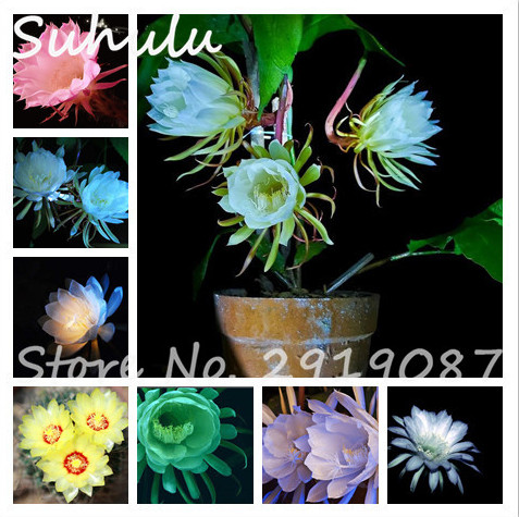 50 Pcs Rare Beautiful Epiphyllum Flower Seeds Rare Orchid Cactus Plants Nightblooming Home Garden Flower Plants
50 Pcs Rare Beautiful Epiphyllum Flower Seeds Rare Orchid Cactus Plants Nightblooming Home Garden Flower Plants