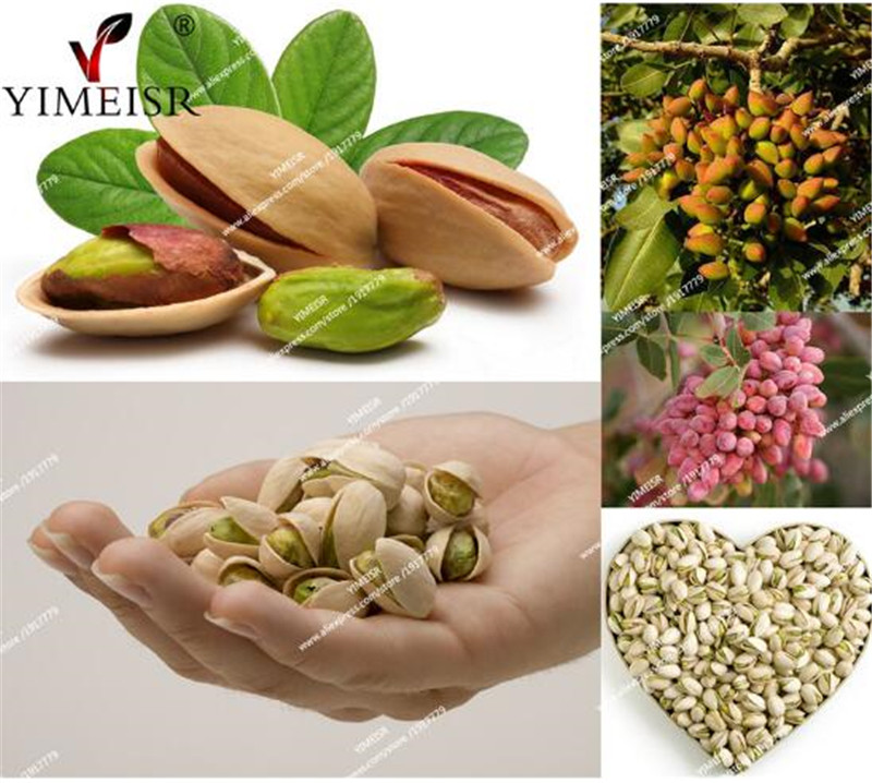 Nut tree Pistachios seeds Chinese Pistacia rare outdoor fruit tree seeds tropical plant bonsai seeds 5 pcs/bag Free Shipping
Nut tree Pistachios seeds Chinese Pistacia rare outdoor fruit tree seeds tropical plant bonsai seeds 5 pcs/bag Free Shipping