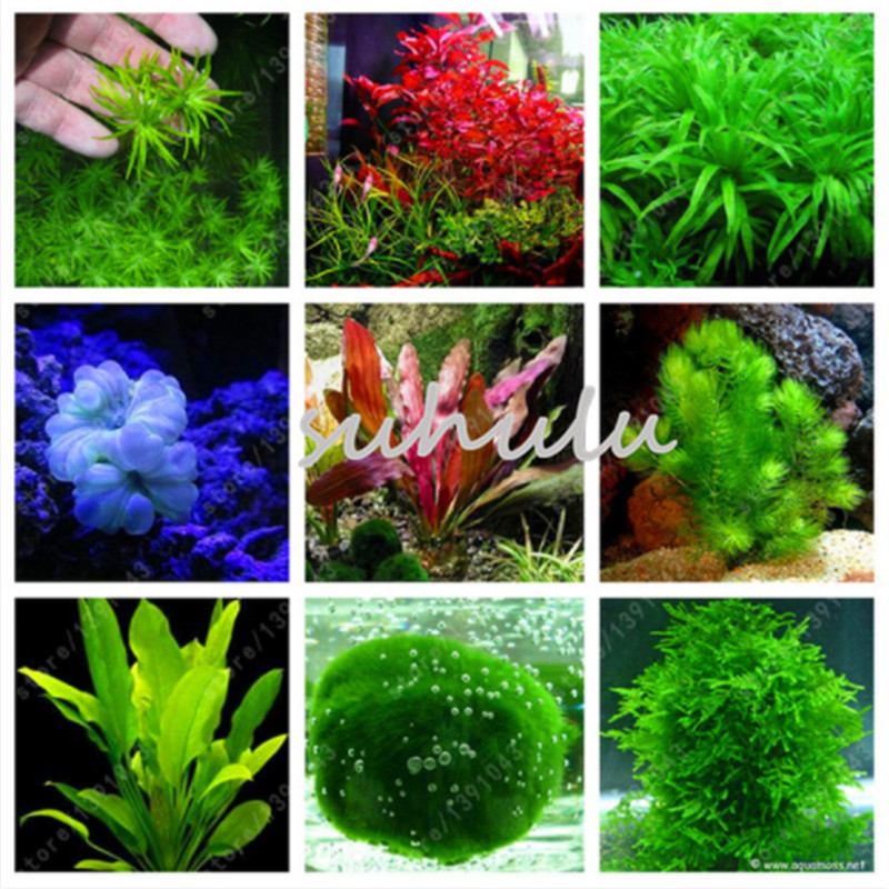 200 pcs/bag aquarium plants seeds grass water Aquatic Plant seeds indoor ornamental plant grass seeds for home & garden
200 pcs/bag aquarium plants seeds grass water Aquatic Plant seeds indoor ornamental plant grass seeds for home & garden