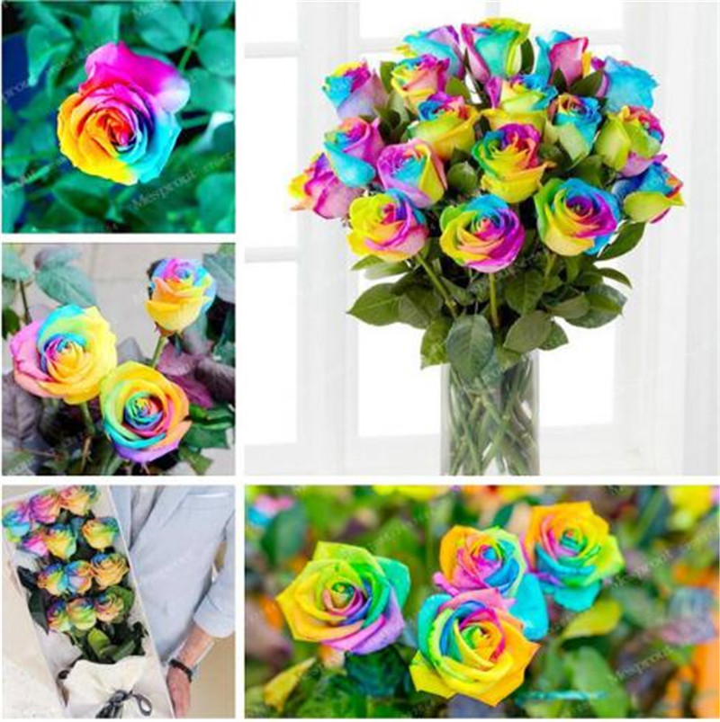Time-Limit!! 100 Seeds/Lot Rainbow rose seeds, Different Colors Rare Rose, Beautiful rose Bonsai plants for home & garden
Time-Limit!! 100 Seeds/Lot Rainbow rose seeds, Different Colors Rare Rose, Beautiful rose Bonsai plants for home & garden