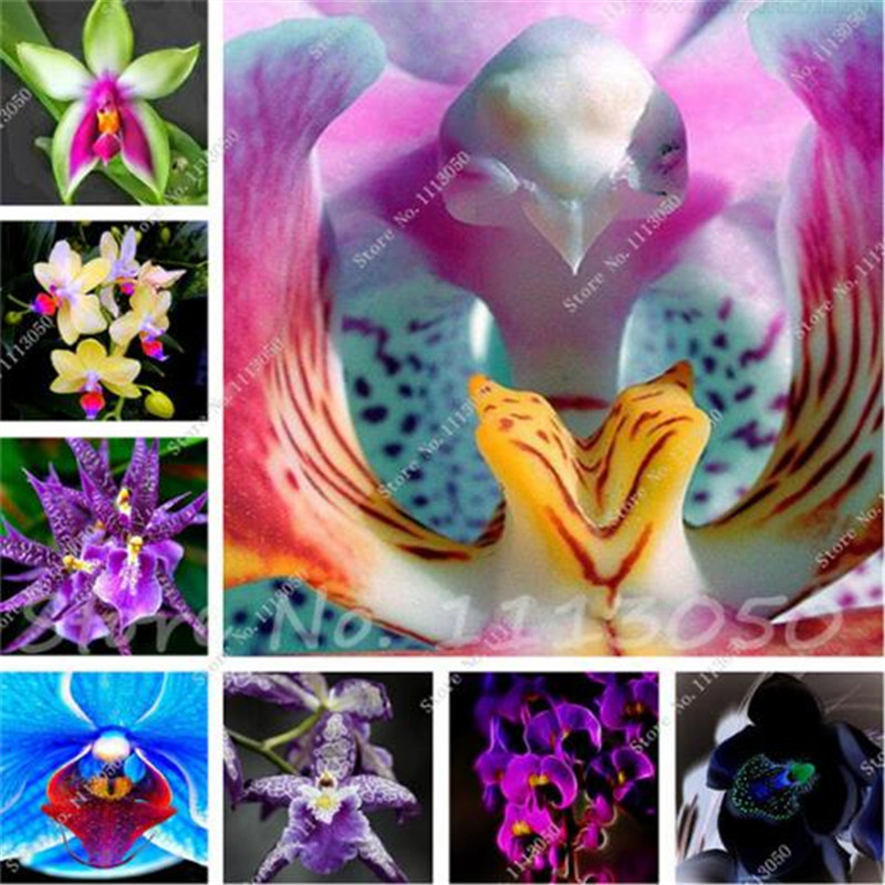 100 Pcs Cymbidium Seed,Rainbow Chinese Cymbidium Orchid Flower Seeds,Potted Plant,Indoor Bonsai Flower Seeds Cicada Orchid Seeds
100 Pcs Cymbidium Seed,Rainbow Chinese Cymbidium Orchid Flower Seeds,Potted Plant,Indoor Bonsai Flower Seeds Cicada Orchid Seeds