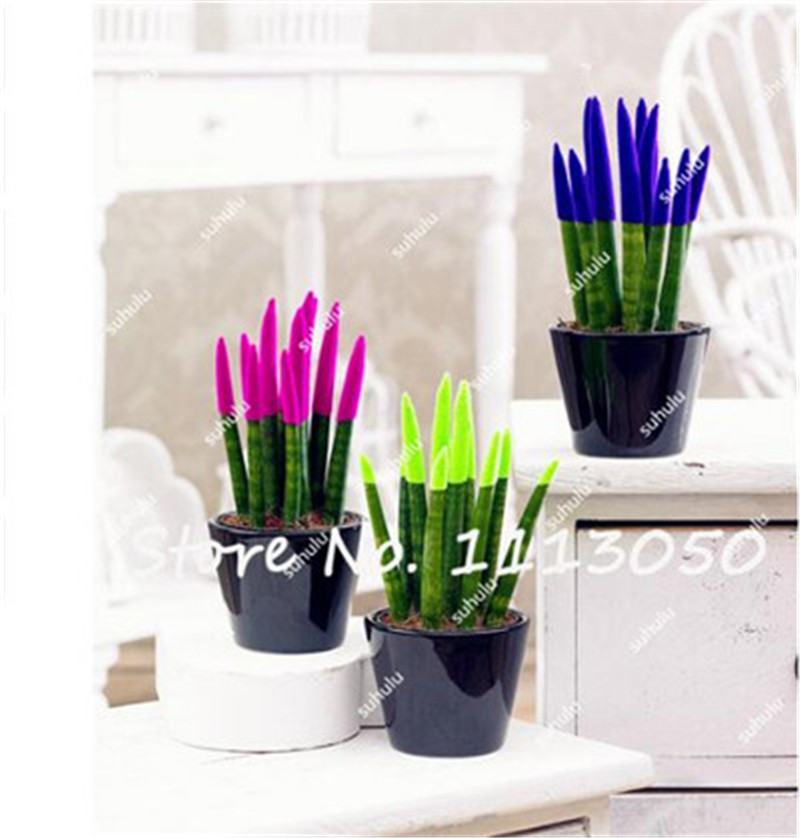 100 Pcs Rainbow Sansevieria Tiger Strip Rare Flower Seeds Cleaning Air Bonsai Gift in Bedroom Yard Decoration Plant Home & Garden
100 Pcs Rainbow Sansevieria Tiger Strip Rare Flower Seeds Cleaning Air Bonsai Gift in Bedroom Yard Decoration Plant Home & Garden
