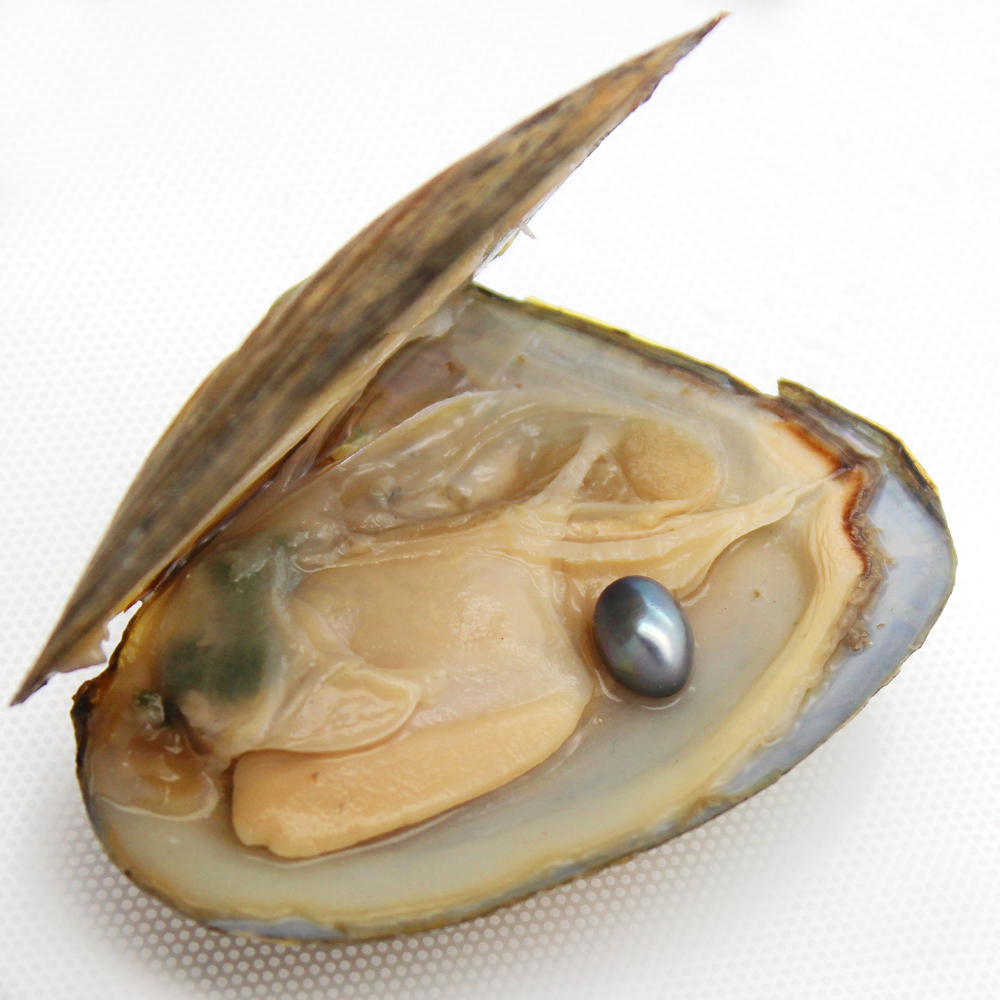 Wholesale Quality Natural Freshwater Triangle Pearl Oyster, One Oval Color #4 (Grey) Pearl in Oysters (Free Shipping)
Wholesale Quality Natural Freshwater Triangle Pearl Oyster, One Oval Color #4 (Grey) Pearl in Oysters (Free Shipping)