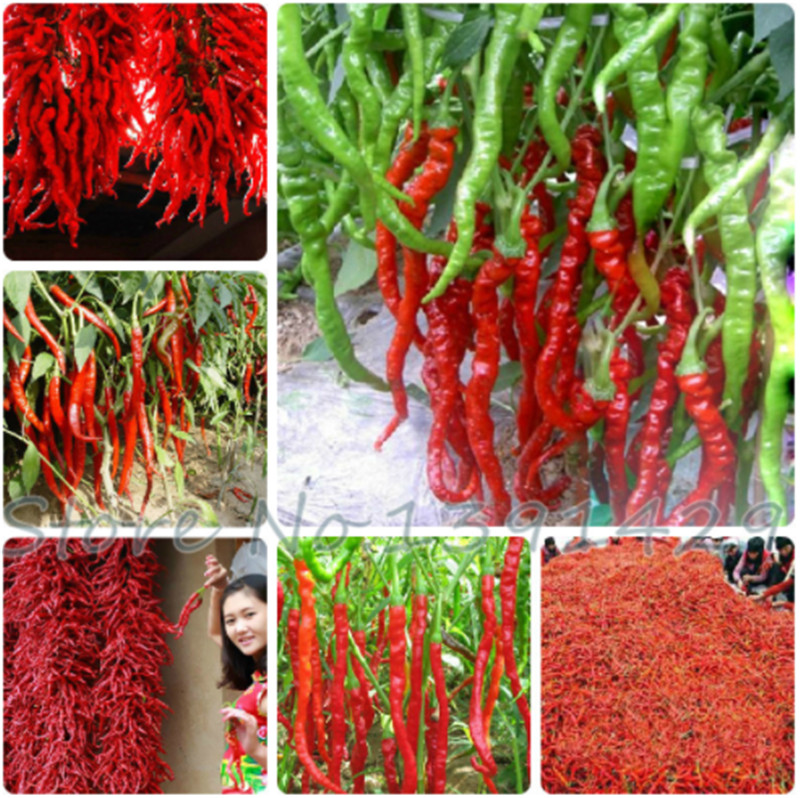 120 Pcs/bag Red Long Hot chili Seeds, Vegetable pepper Seeds,Ornamental fruit vegetable seeds Diy garden Plants
120 Pcs/bag Red Long Hot chili Seeds, Vegetable pepper Seeds,Ornamental fruit vegetable seeds Diy garden Plants