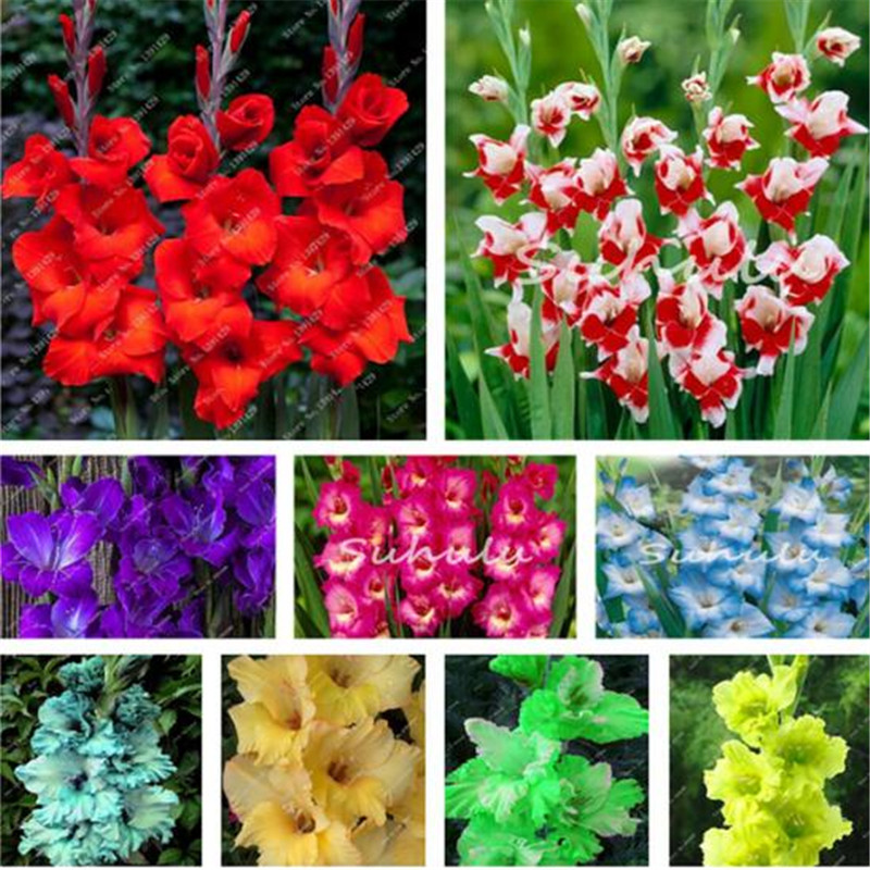 100 pcs/bag Perennial Gladiolus Flower Seeds, Rare Sword Lily Seeds for DIY HOME garden planting Aerobic potted plants decoration
100 pcs/bag Perennial Gladiolus Flower Seeds, Rare Sword Lily Seeds for DIY HOME garden planting Aerobic potted plants decoration