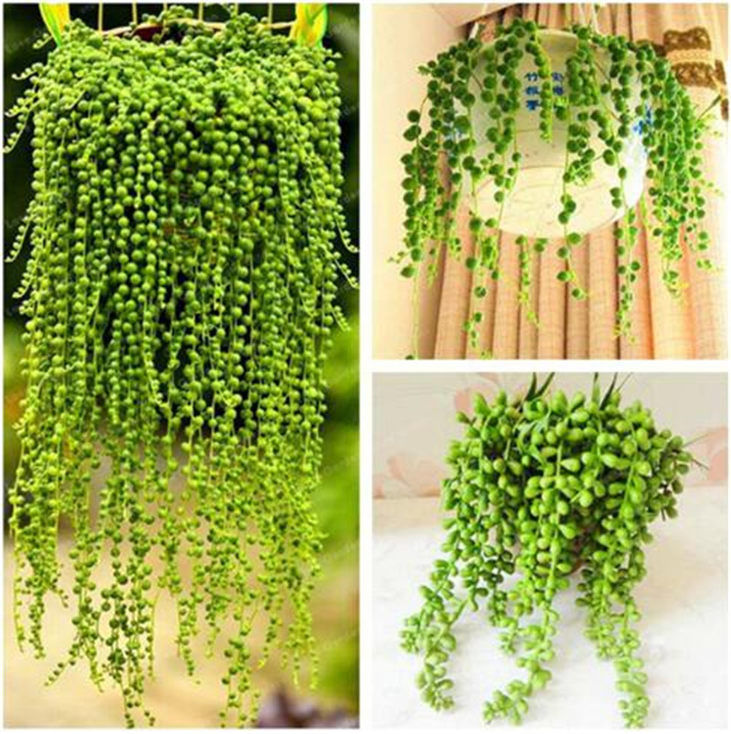 Pearl Chlorophytum Seeds Hanging Type Potted of Chlorophytum Flower Plants Indoor air purification Home Garden Succulents 100 Pcs
Pearl Chlorophytum Seeds Hanging Type Potted of Chlorophytum Flower Plants Indoor air purification Home Garden Succulents 100 Pcs
