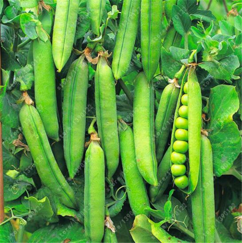 20 pcs/bag Pea Seeds, Organic Super Sweet Green Arrow bean seeds, Organically Grown . Heirloom seeds vegetables, garden plant
20 pcs/bag Pea Seeds, Organic Super Sweet Green Arrow bean seeds, Organically Grown . Heirloom seeds vegetables, garden plant