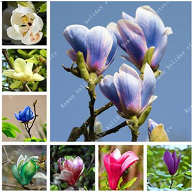 Multicolor Magnolia seeds,subtropical garden flower seeds,bonsai plant for outdoor,small,medium and large size,10pcs/bag Free Shipping
Multicolor Magnolia seeds,subtropical garden flower seeds,bonsai plant for outdoor,small,medium and large size,10pcs/bag Free Shipping